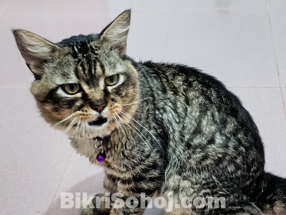 পার্সিয়ান বিড়াল